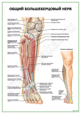 Общий большеберцовый нерв