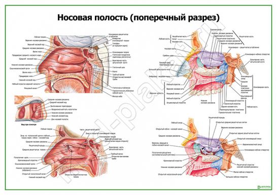 Носовая полость поперечный разрез