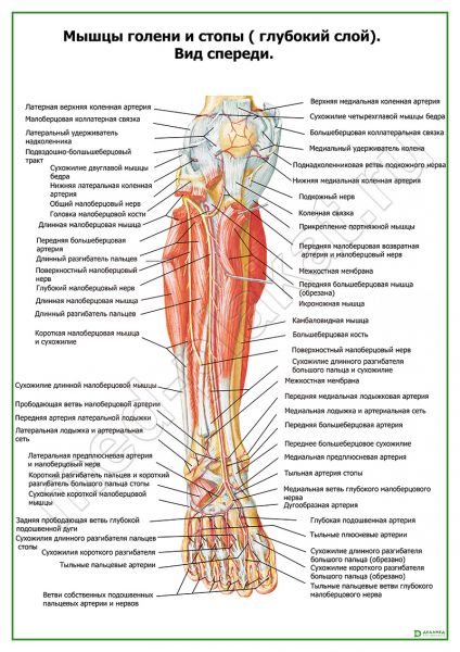 Голень У Человека Фото