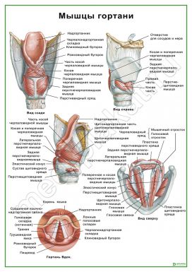 Мышцы гортани