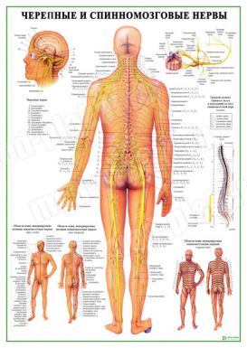 Черепные и спинномозговые нервы