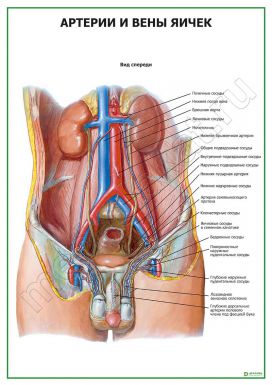 Артерии и вены яичек