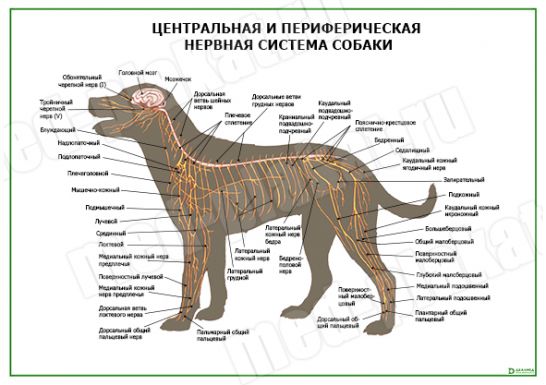 Центральная и периферическая нервная система собаки