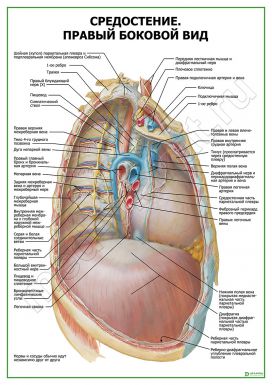 Средостение. Правый боковой вид