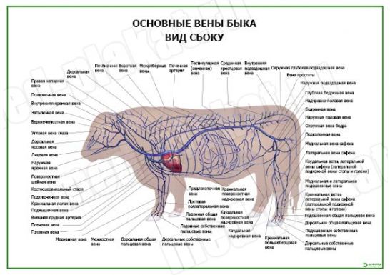 Основные вены быка