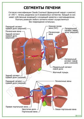 Сегменты печени