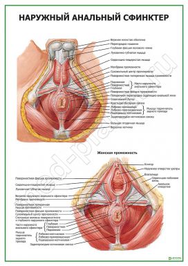 Наружный анальный сфинктер