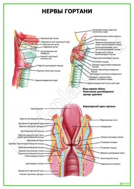 Нервы гортани