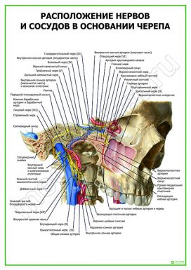 Расположение нервов и сосудов в основании черепа
