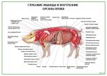 Глубокие мышцы и внутренние органы хряка