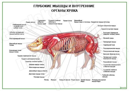 Глубокие мышцы и внутренние органы хряка