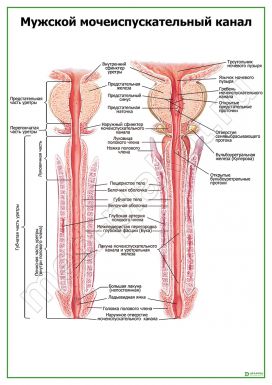 Мужской мочеиспускательный канал