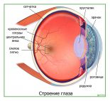 Строение глаза