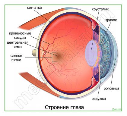 Строение глаза