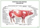 Поверхностные мышцы свиноматки