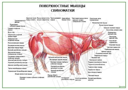 Поверхностные мышцы свиноматки