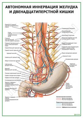 Автономная иннервация желудка и двенадцатиперстной кишки