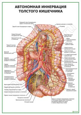 Автономная иннервация толстого кишечника