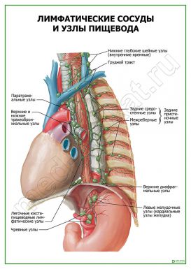 Лимфатические сосуды и узлы пищевода