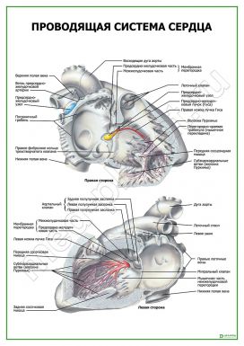 Проводящая система сердца