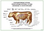 Репродуктивные органы, прилегающие крупные сосуды связанные со скелетом быка