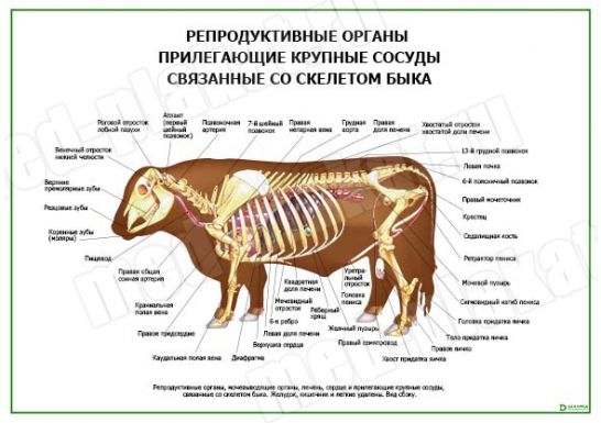 Репродуктивные органы, прилегающие крупные сосуды связанные со скелетом быка