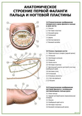 Анатомическое строение первой фаланги пальца