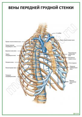 Вены передней грудной стенки