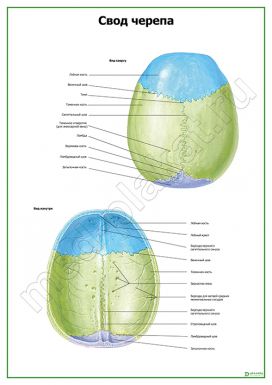 Свод черепа