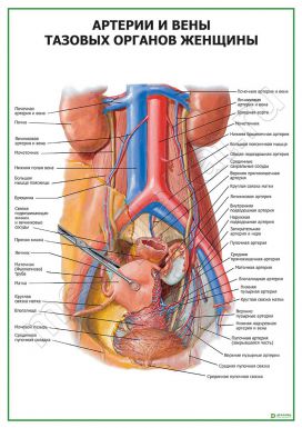 Артерии и вены тазовых органов женщины
