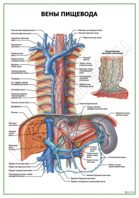 Вены пищевода