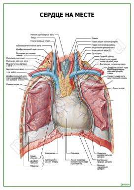 Сердце на месте
