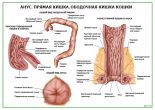 Анус. Прямая кишка. Ободочная кишка кошки