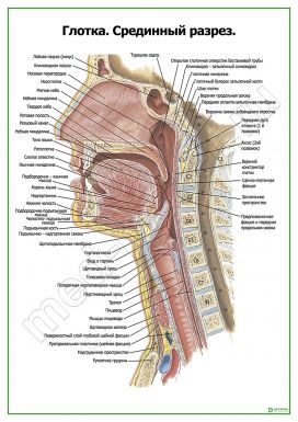Глотка срединный разрез