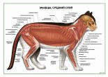 Мышцы, средний слой