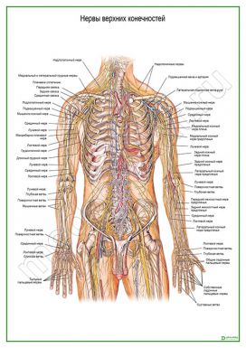 Нервы верхних конечностей
