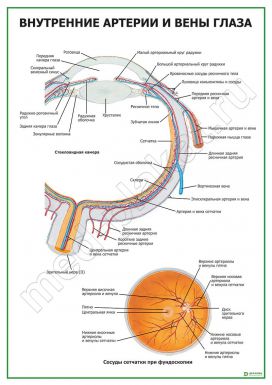 Внутренние артерии и вены глаза