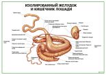 Изолированный желудок и кишечник лошади