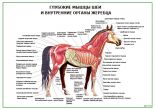 Глубокие мышцы шеи и внутренние органы жеребца