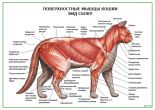 Поверхностные мышцы кошки