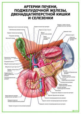 Артерии печени, селезенки, поджелудочной железы