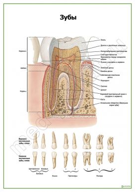Зуб, строение, виды