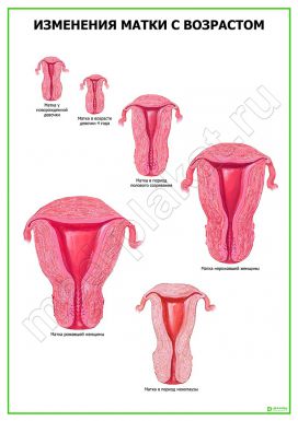 Возрастные изменения матки