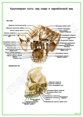 Крыловидная кость: вид сзади и заднебоковой вид