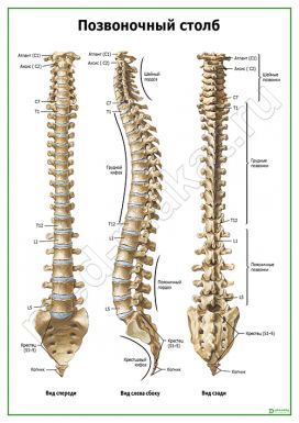 Позвоночный столб