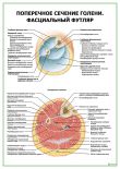 Поперечное сечение голени. Фасциальный футляр