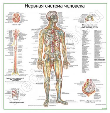 Нервная система человека