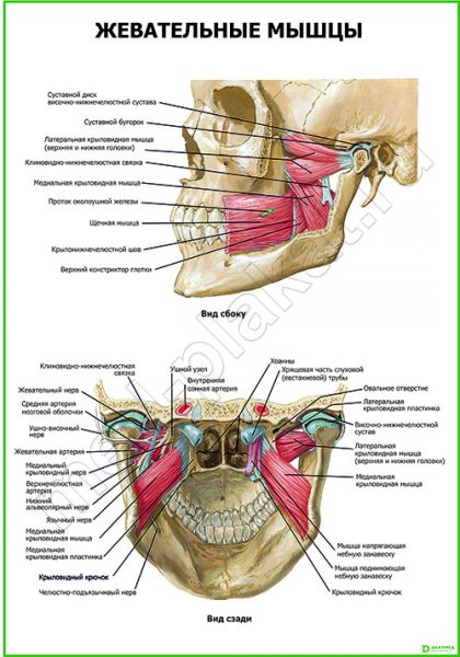 ������ Peg Mgf �������� ���� ������: ����.