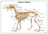 Скелет собаки