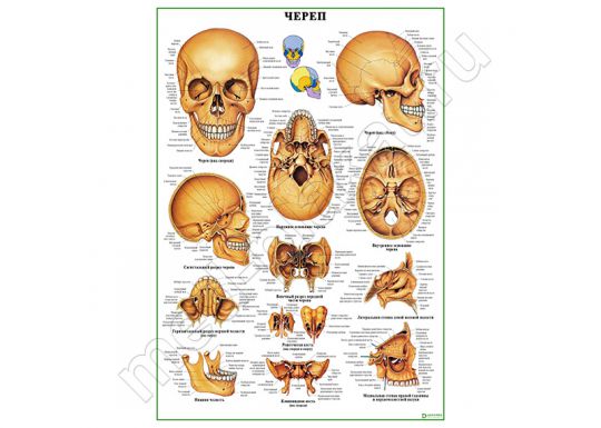Череп человека